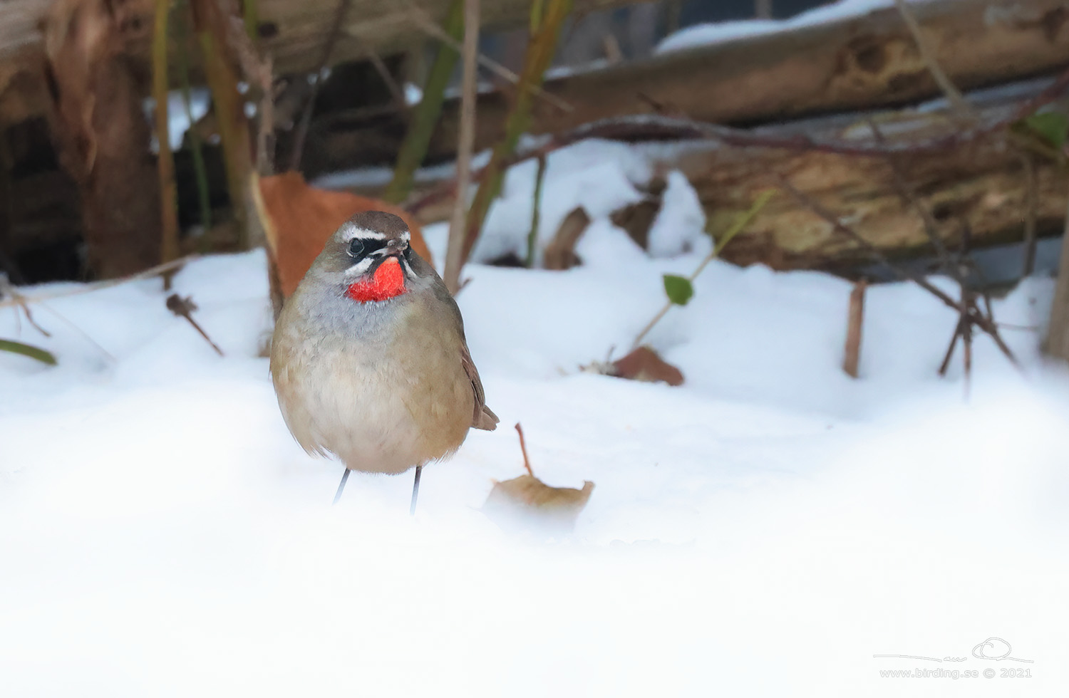 RUBINNKTERGAL / SIBERIAN RUBYTHROAT (Calliope calliope) - Stng / Close