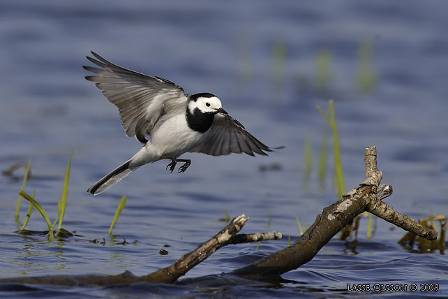 SÄDESÄRLA / WHITE WAGTAIL (Motacilla alba) - stor bild / full size