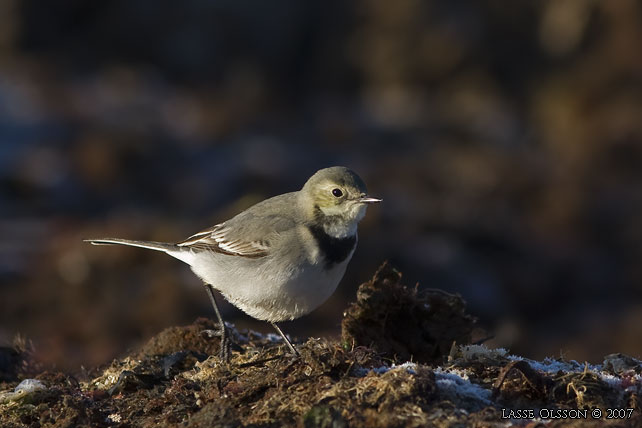 SDESRLA / WHITE WAGTAIL (Motacilla alba) - stor bild / full size