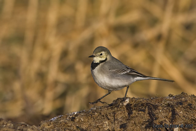 SDESRLA / WHITE WAGTAIL (Motacilla alba) - stor bild / full size