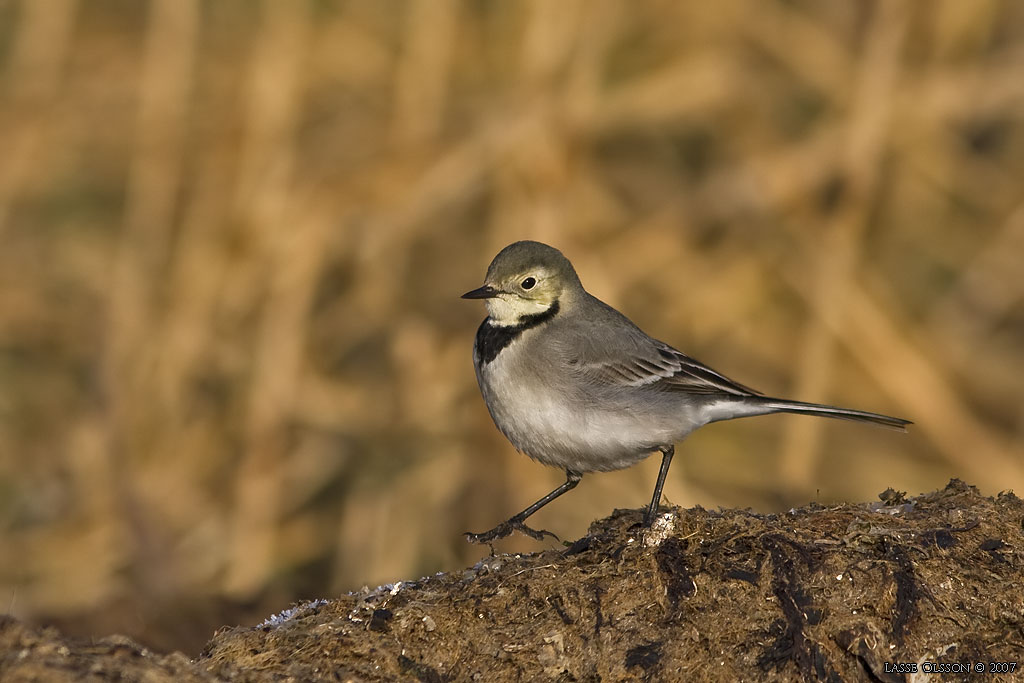 SDESRLA / WHITE WAGTAIL (Motacilla alba) - Stng / Close