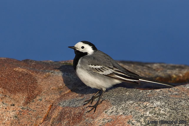 SDESRLA / WHITE WAGTAIL (Motacilla alba) - stor bild / full size