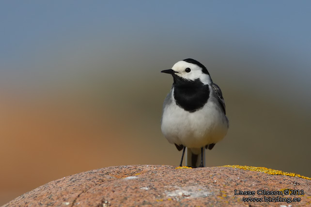 SÄDESÄRLA / WHITE WAGTAIL (Motacilla alba) - stor bild / full size