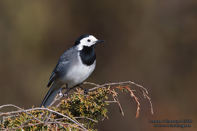 SÄDESÄRLA / WHITE WAGTAIL (Motacilla alba) - stor bild / full size