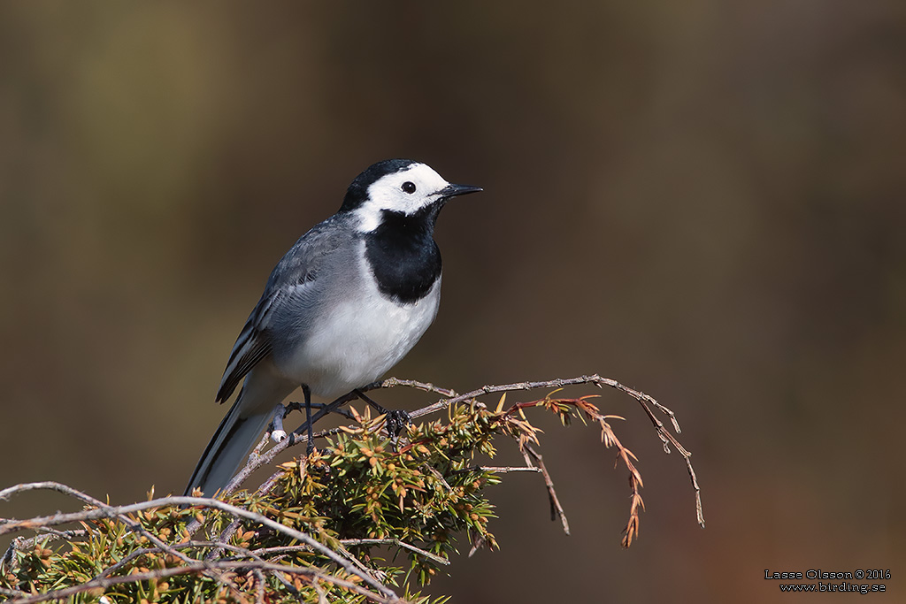 SDESRLA / WHITE WAGTAIL (Motacilla alba) - Stng / Close