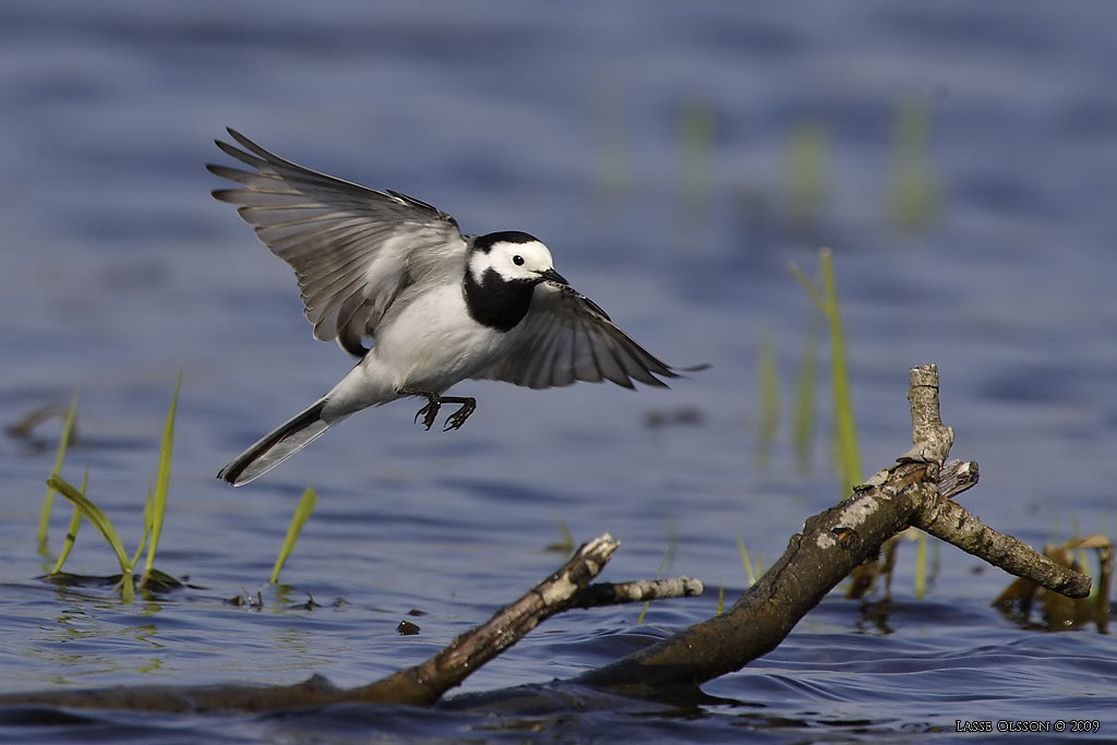 SDESRLA / WHITE WAGTAIL (Motacilla alba) - Stng / Close