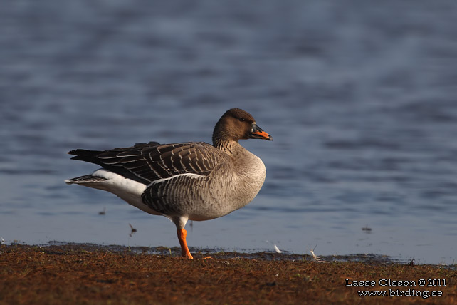 SÄDGÅS / BEAN GOOSE (Anser fabalis) - STOR BILD / FULL SIZE