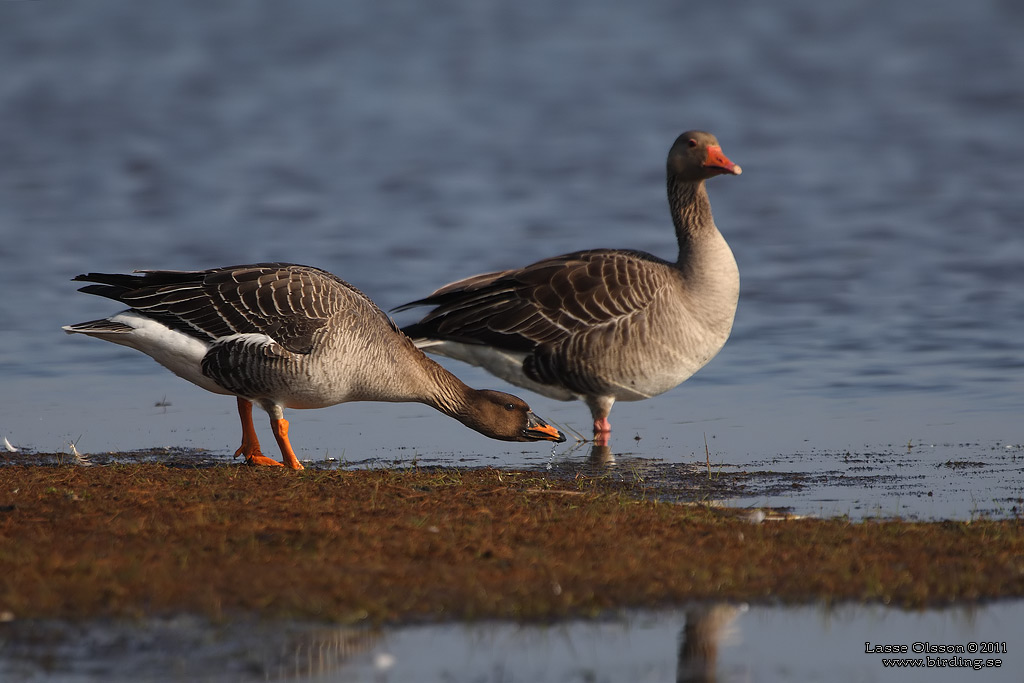 SDGS / BEAN GOOSE (Anser fabalis) - Stng / close