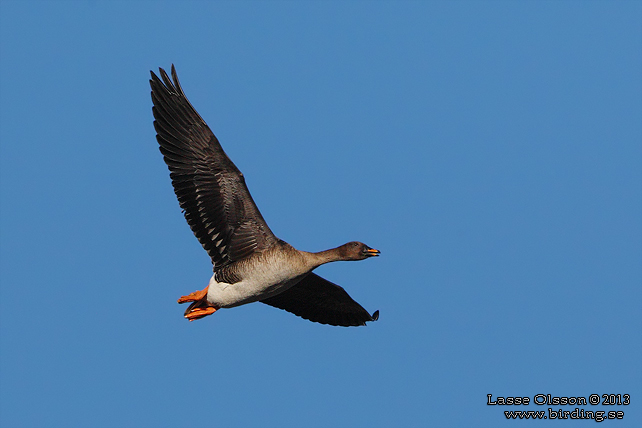 SÄDGÅS / BEAN GOOSE (Anser fabalis) - STOR BILD / FULL SIZE