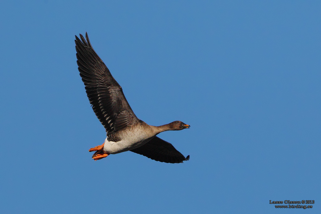 SDGS / BEAN GOOSE (Anser fabalis) - Stng / close