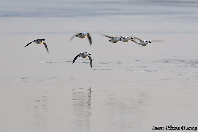 SALSKRAKE / SMEW (Mergus albellus)