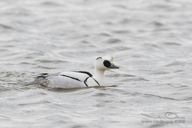 SALSKRAKE / SMEW (Mergus albellus) - stor bild / full size