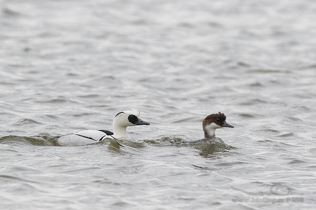 SALSKRAKE / SMEW (Mergus albellus) - stor bild / full size