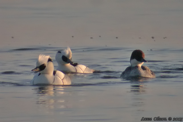 SALSKRAKE / SMEW (Mergus albellus)