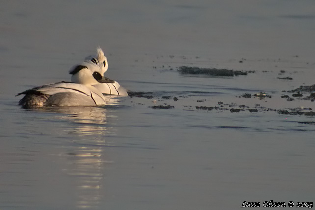 SALSKRAKE / SMEW (Mergus albellus)