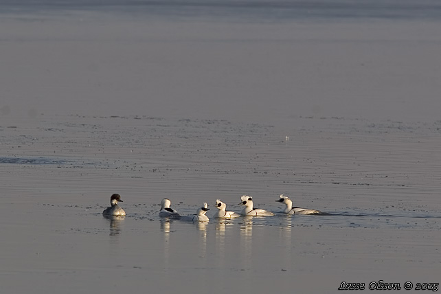 SALSKRAKE / SMEW (Mergus albellus) - stor bild / full size