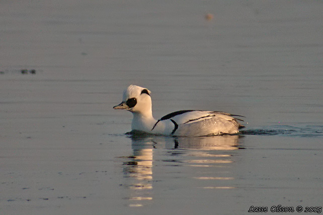 SALSKRAKE / SMEW (Mergus albellus)