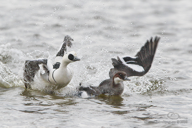 SALSKRAKE / SMEW (Mergus albellus) - stor bild / full size