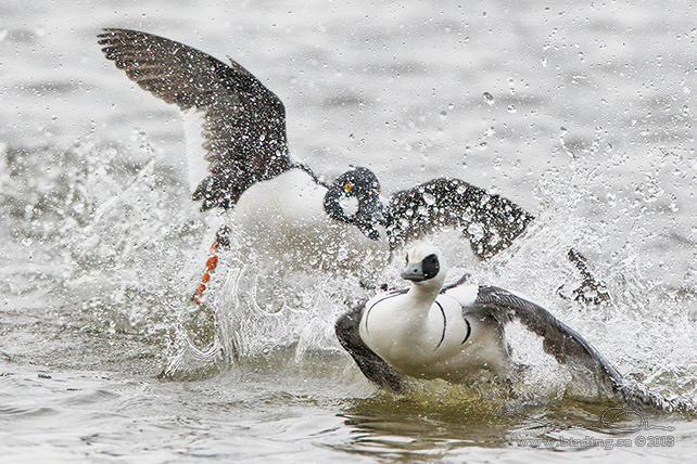 SALSKRAKE / SMEW (Mergus albellus) - stor bild / full size