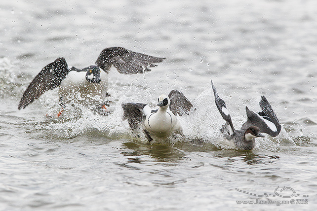 SALSKRAKE / SMEW (Mergus albellus) - stor bild / full size