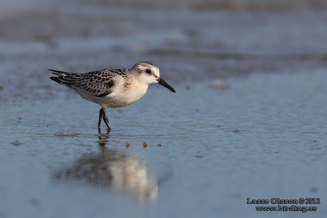 SANDLÖPARE / SANDERLING (Calidris alba) - stor bild / full size