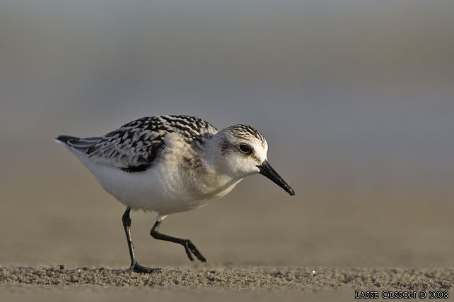 SANDLPARE / SANDERLING (Calidris alba) - stor bild / full size