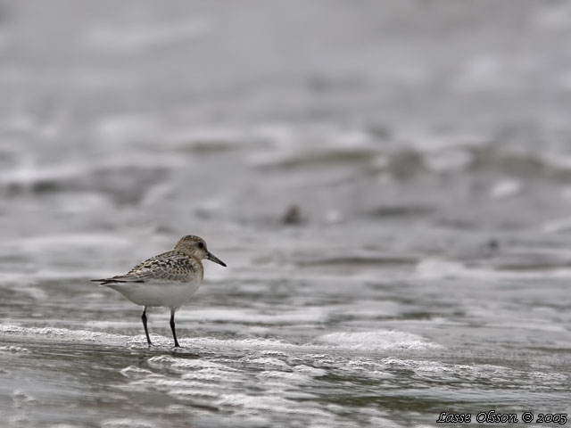 SANDLPARE / SANDERLING (Calidris alba)