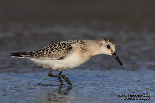 SANDLÖPARE / SANDERLING (Calidris alba) - stor bild / full size