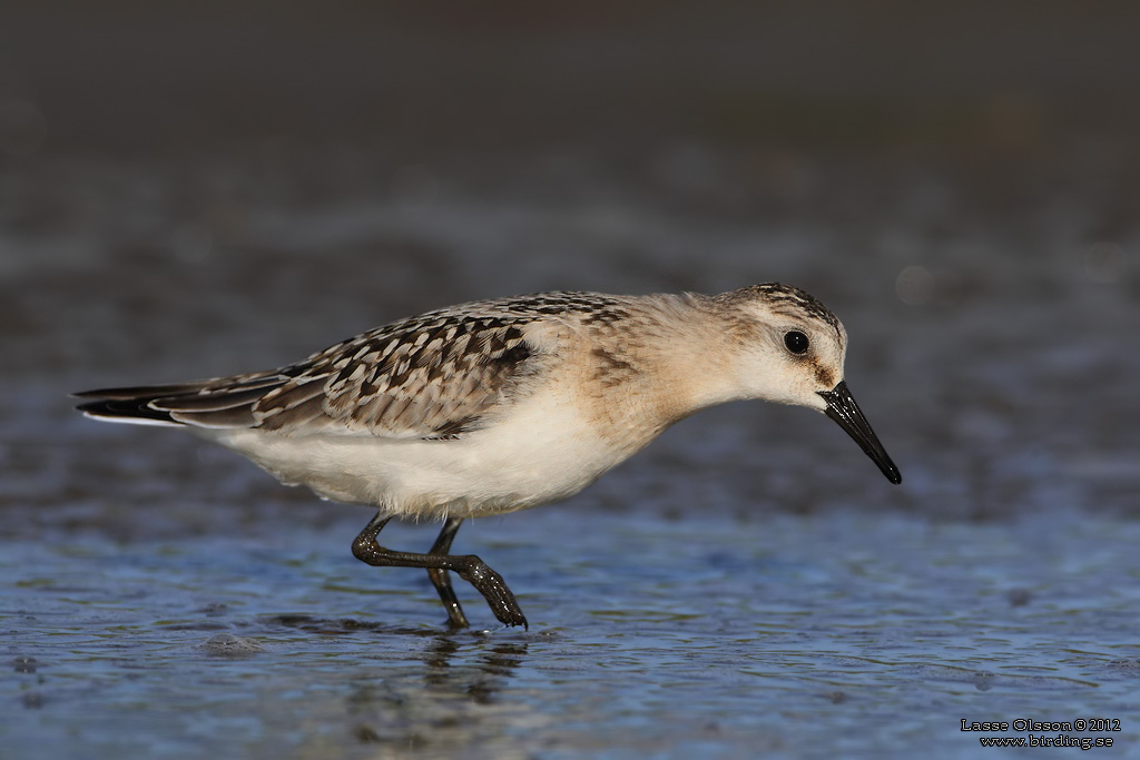 SANDLPARE / SANDERLING (Calidris alba) - Stng / Close