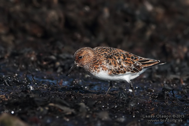 SANDLÖPARE / SANDERLING (Calidris alba) - stor bild / full size