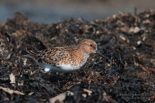 SANDLÖPARE / SANDERLING (Calidris alba) - stor bild / full size