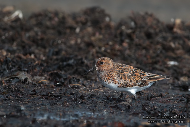 SANDLÖPARE / SANDERLING (Calidris alba) - stor bild / full size