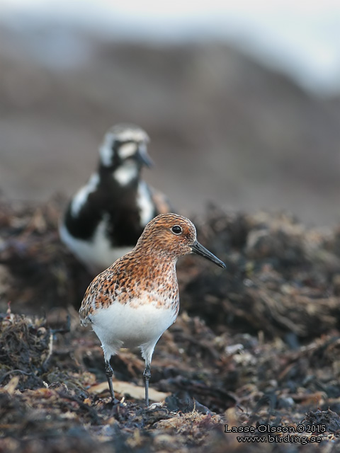 SANDLÖPARE / SANDERLING (Calidris alba) - stor bild / full size