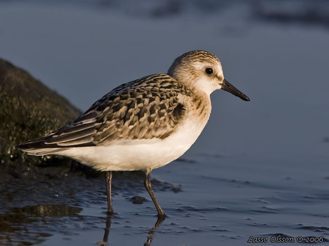 SANDLPARE / SANDERLING (Calidris alba) - stor bild / full size