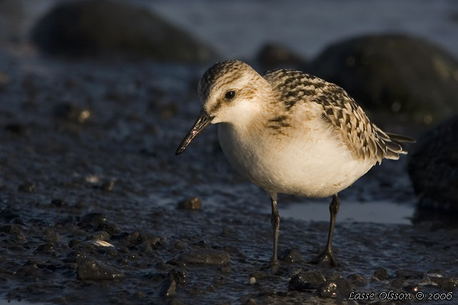 SANDLPARE / SANDERLING (Calidris alba) - stor bild / full size