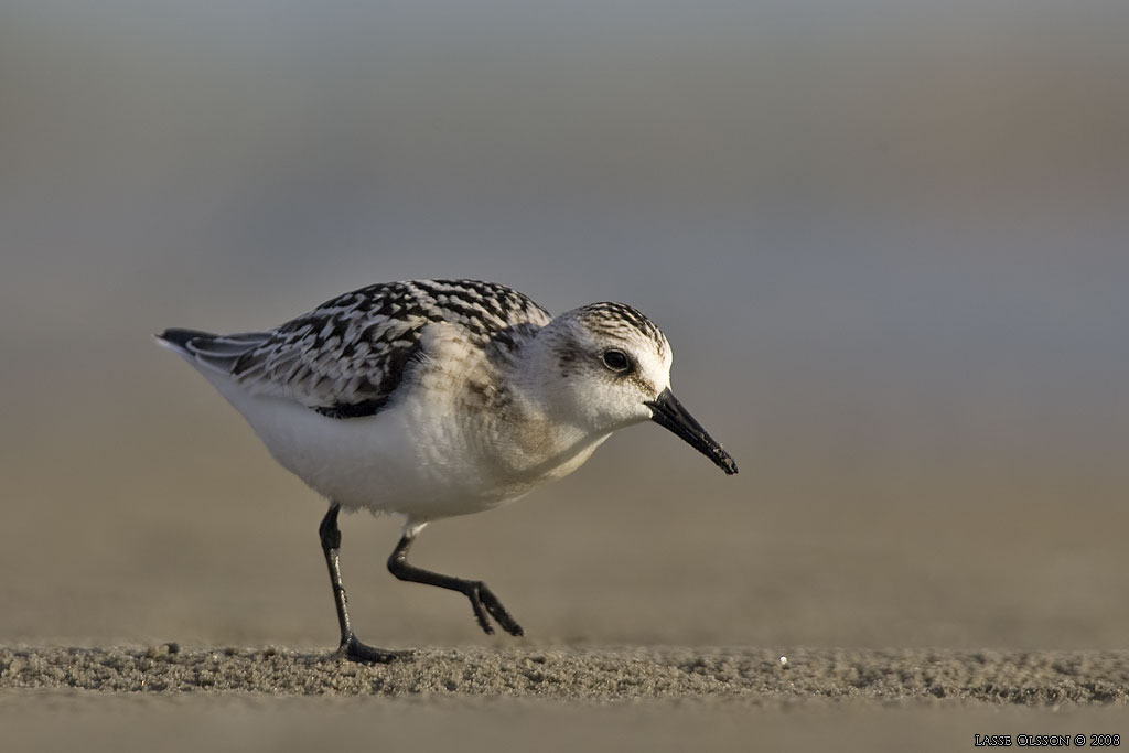 SANDLPARE / SANDERLING (Calidris alba) - Stng / Close