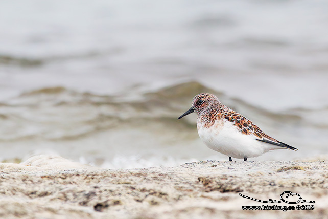 SANDLÖPARE / SANDERLING (Calidris alba) - stor bild / full size