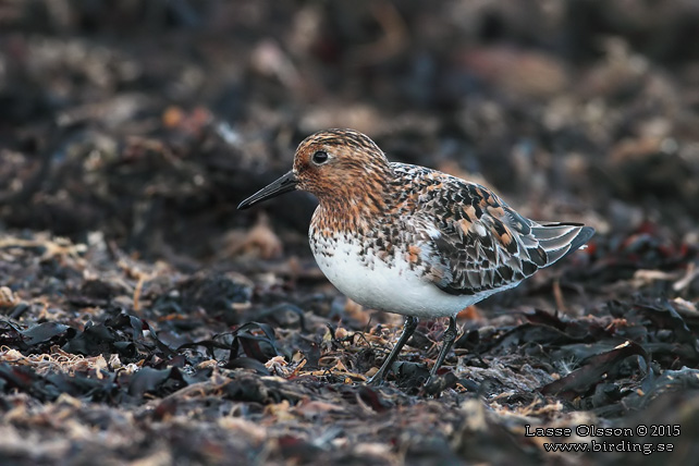 SANDLÖPARE / SANDERLING (Calidris alba) - stor bild / full size