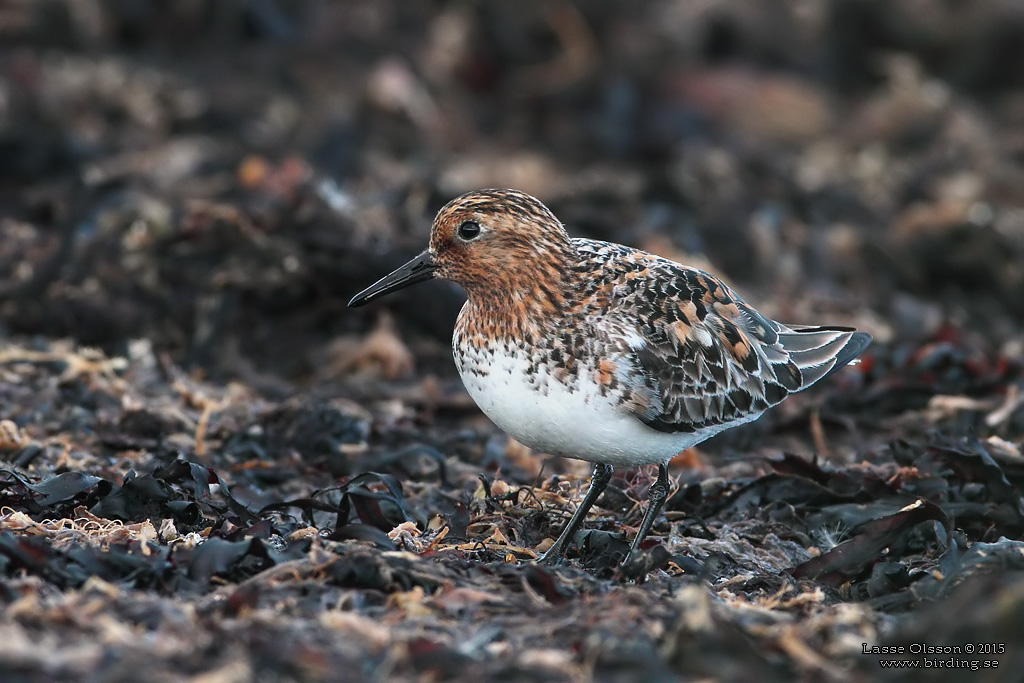 SANDLPARE / SANDERLING (Calidris alba) - Stng / Close