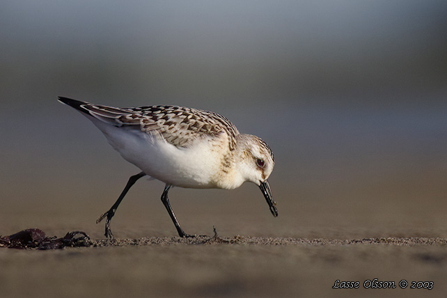 SANDLPARE / SANDERLING (Calidris alba) - stor bild / full size