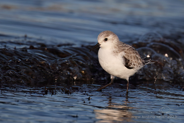 SANDLÖPARE / SANDERLING (Calidris alba) - stor bild / full size