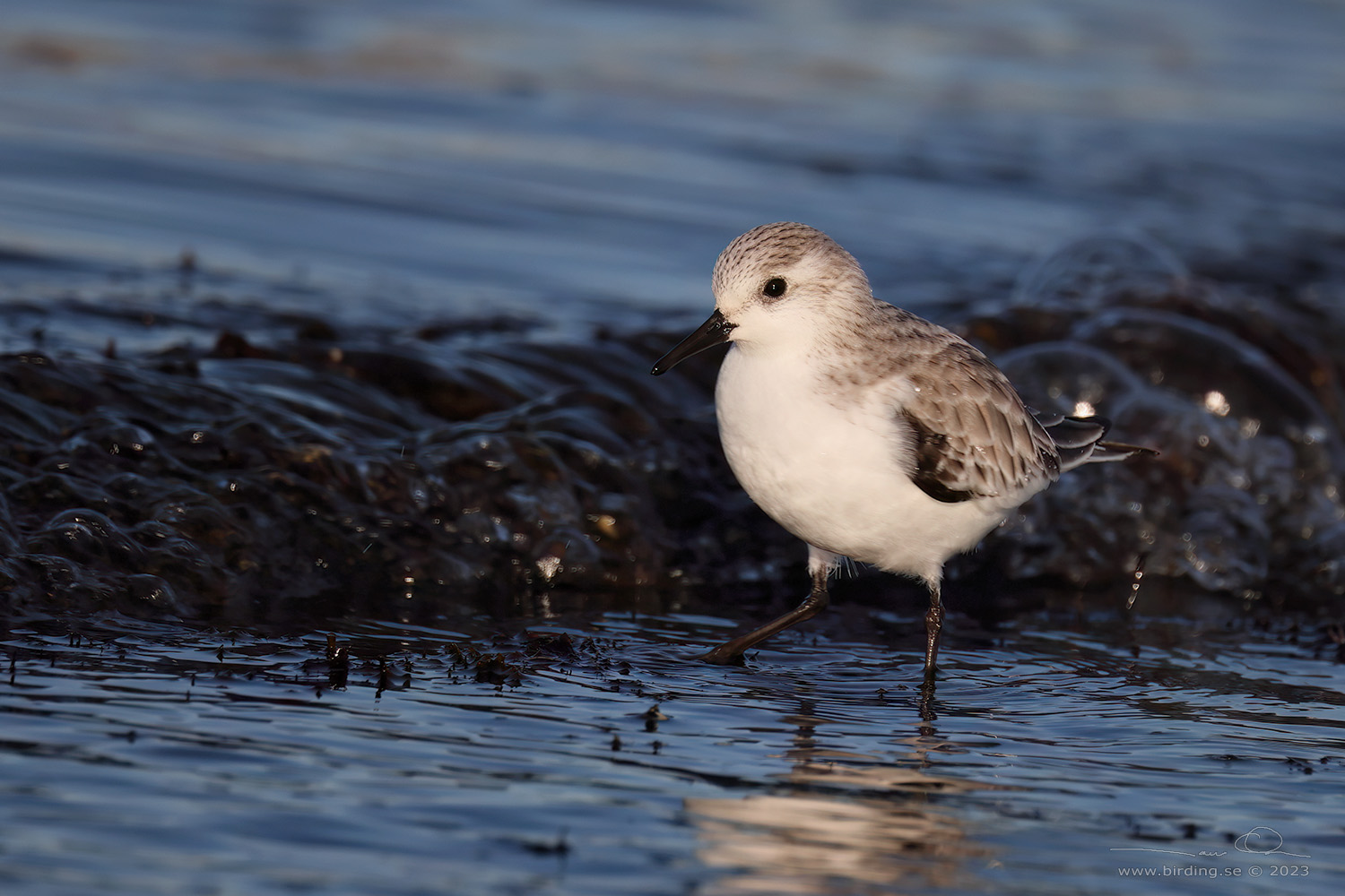 SANDLPARE / SANDERLING (Calidris alba) - Stng / Close