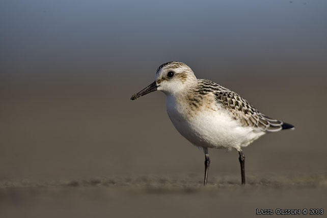 SANDLPARE / SANDERLING (Calidris alba) - stor bild / full size