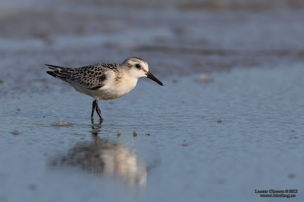 SANDLPARE / SANDERLING (Calidris alba) - Stng / Close