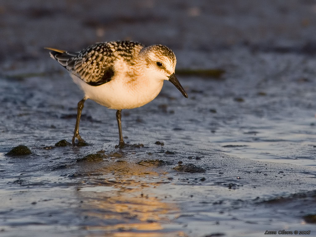 SANDLPARE / SANDERLING (Calidris alba) - Stng / Close