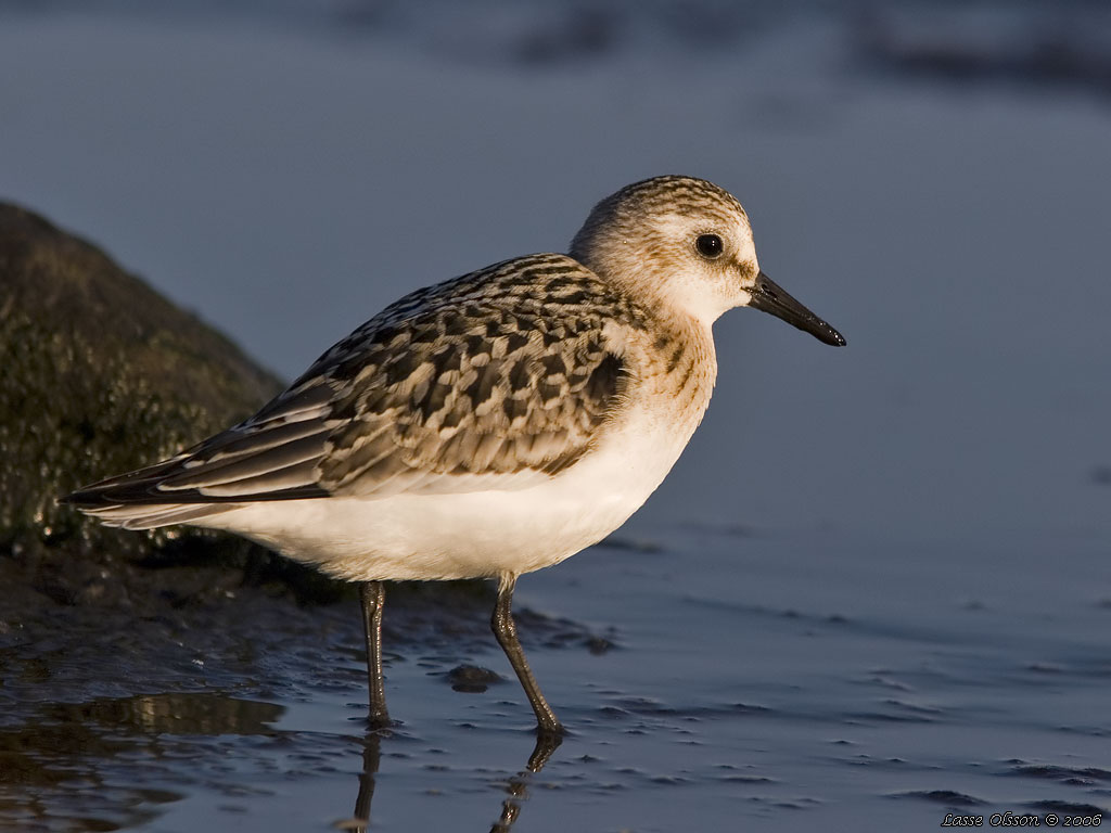 SANDLPARE / SANDERLING (Calidris alba) - Stng / Close