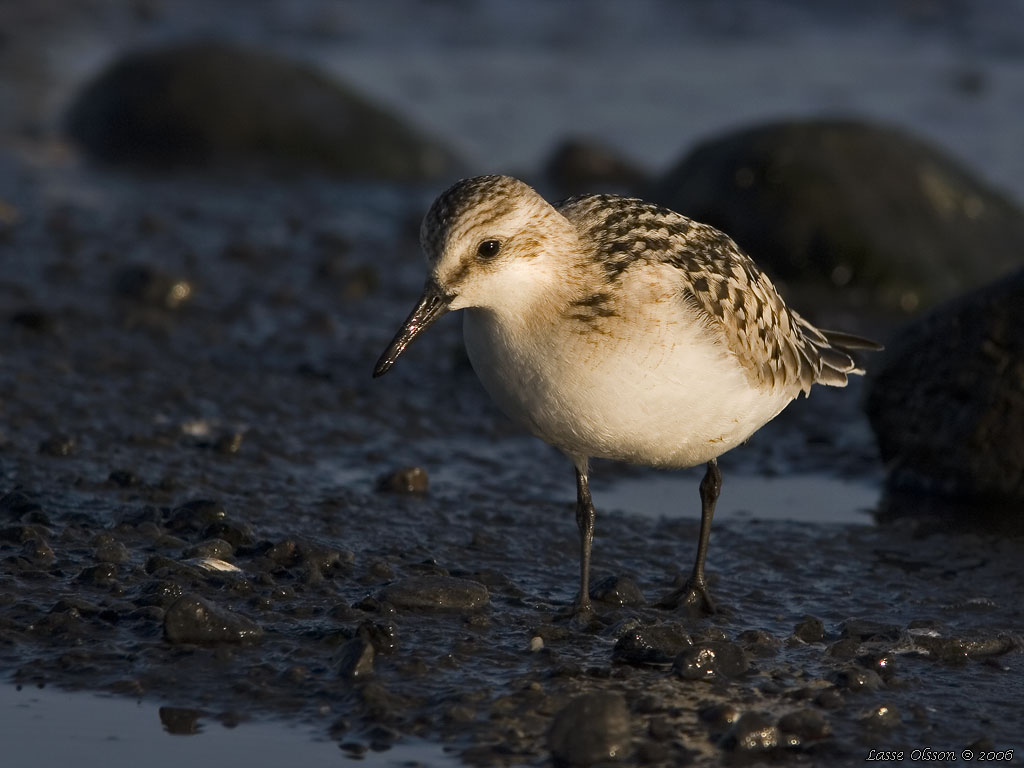 SANDLPARE / SANDERLING (Calidris alba) - Stng / Close