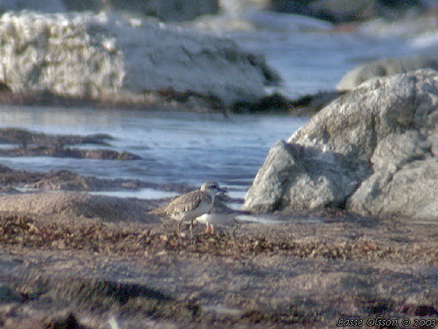 KENPIPARE / GREATER SAND PLOVER (Charadrius leschenaultii)