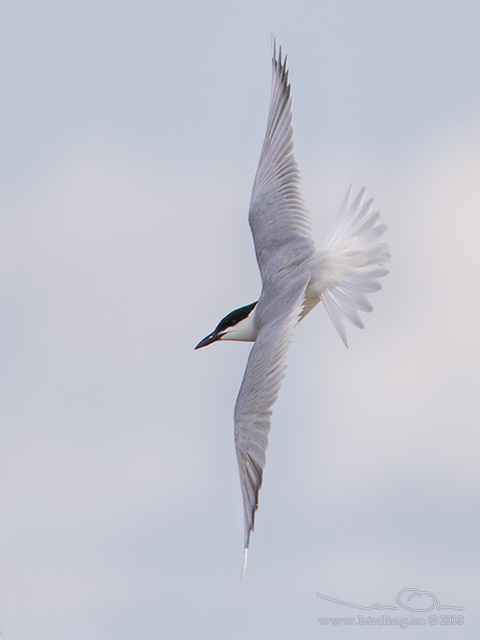 SANDTRNA / GULL-BILLED TERN (Gelochelidon nilotica) - stor bild/full size