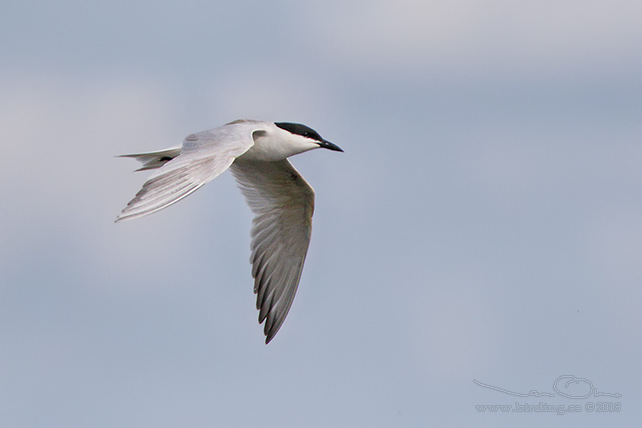 SANDTRNA / GULL-BILLED TERN (Gelochelidon nilotica) - stor bild/full size